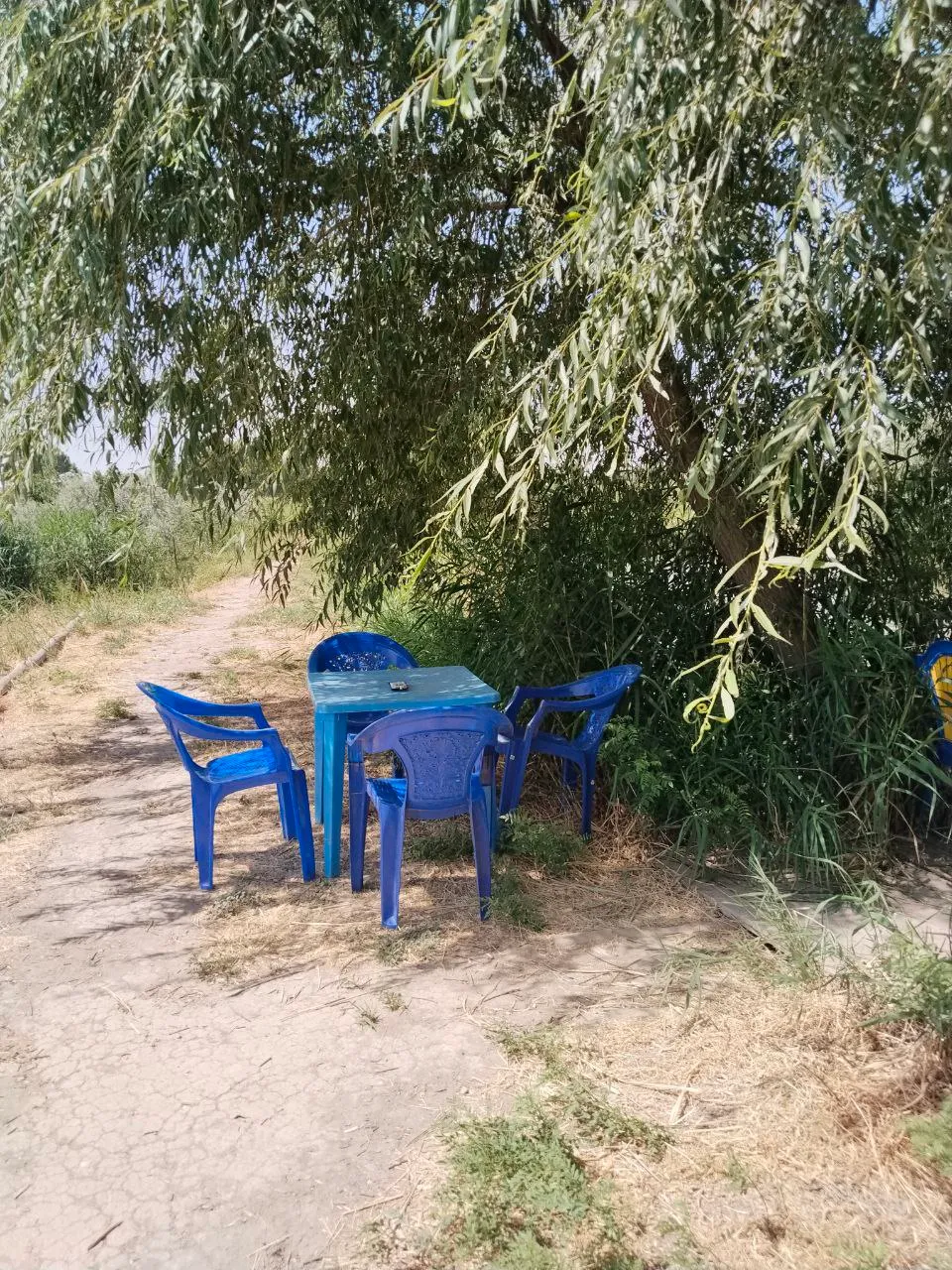Yoʻlka yonida tol soyasidagi soyabon